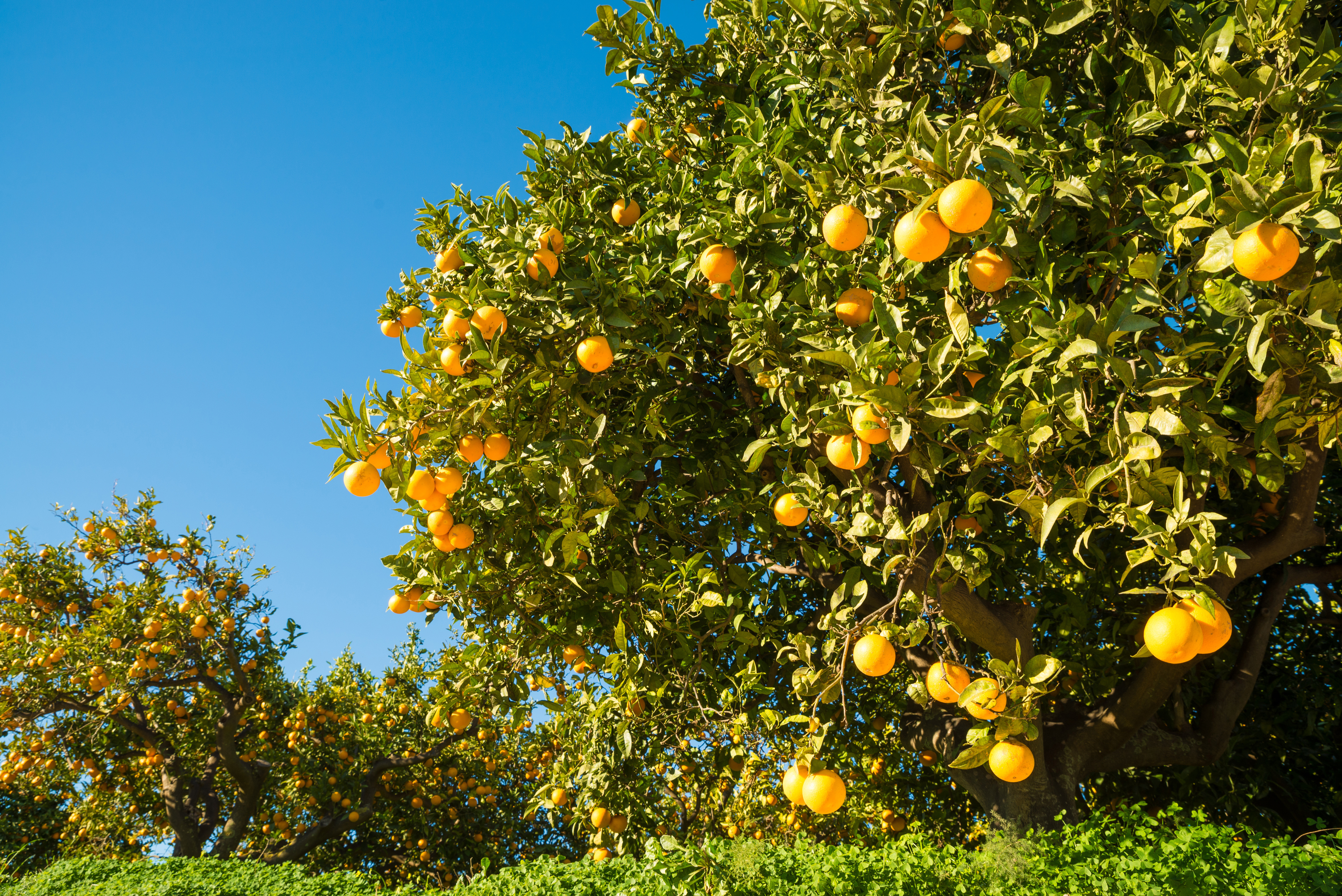 Control de Plagas en Cítricos y Huertos Frutales con Drones: Soluciones Eficaces con los Baibars CT33s y CT50s