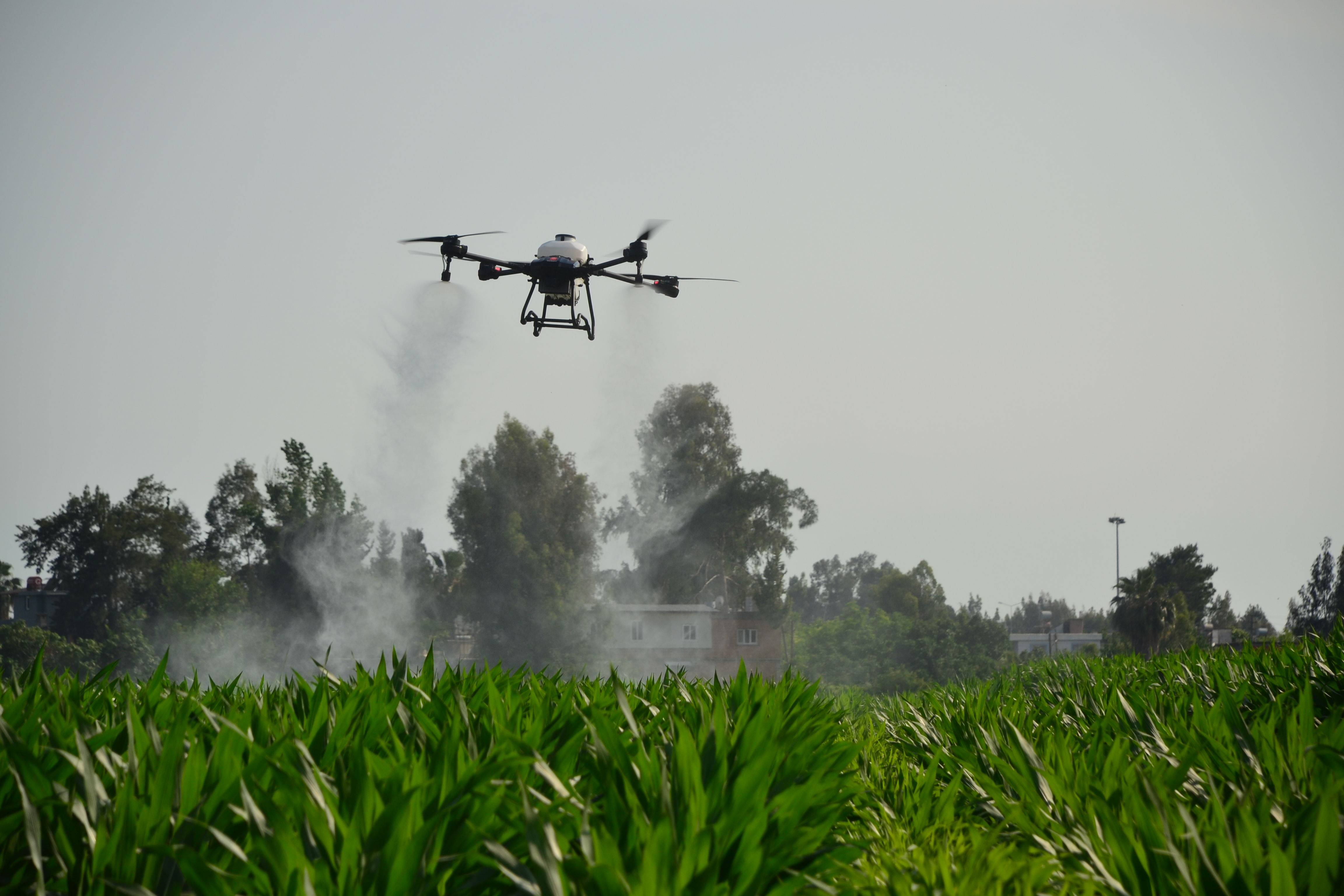 Control de Plagas con Tecnología de Drones en la Agricultura del Maíz