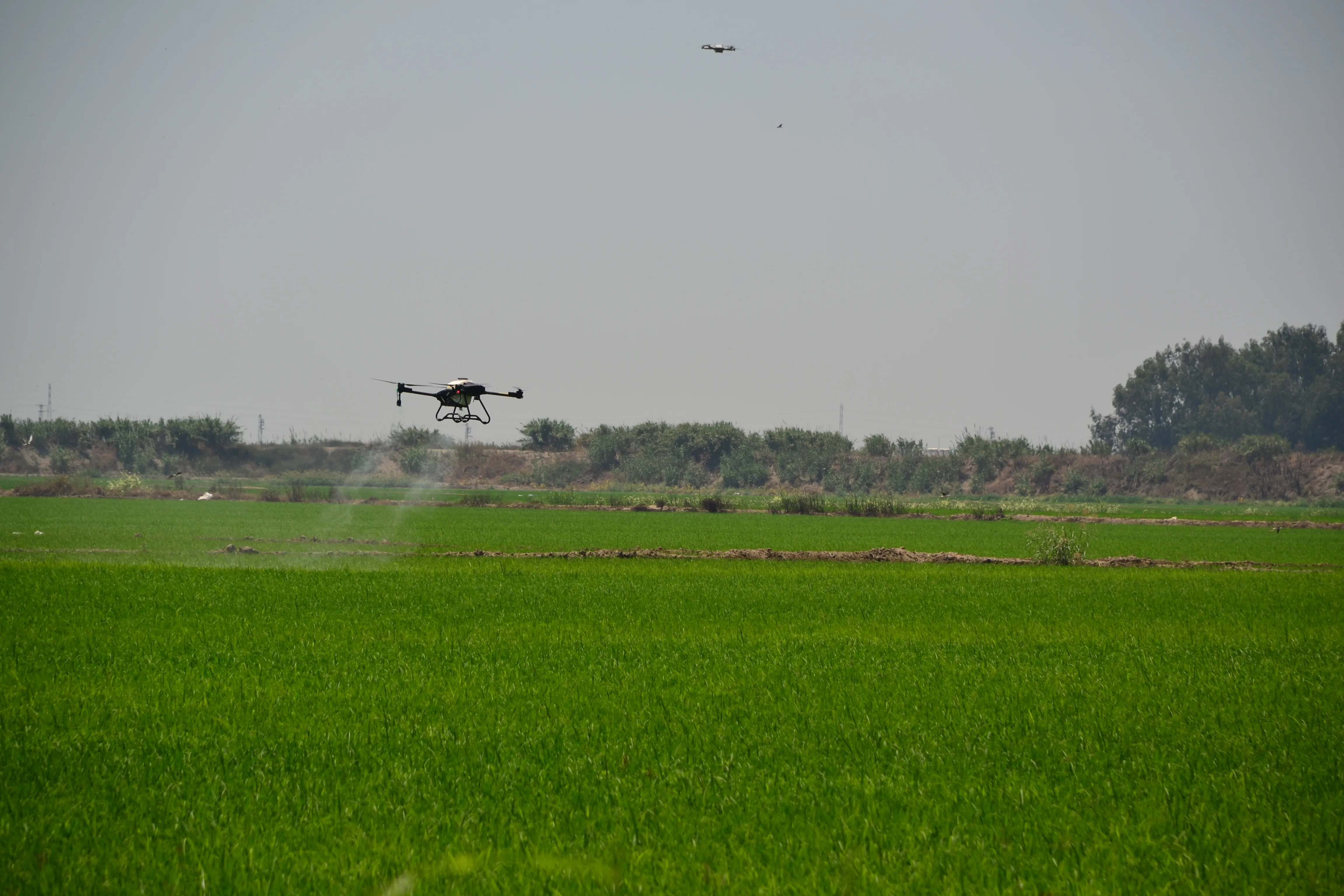 Tecnología de Drones en el Cultivo de Arroz: Aplicaciones Eficientes y Efectivas